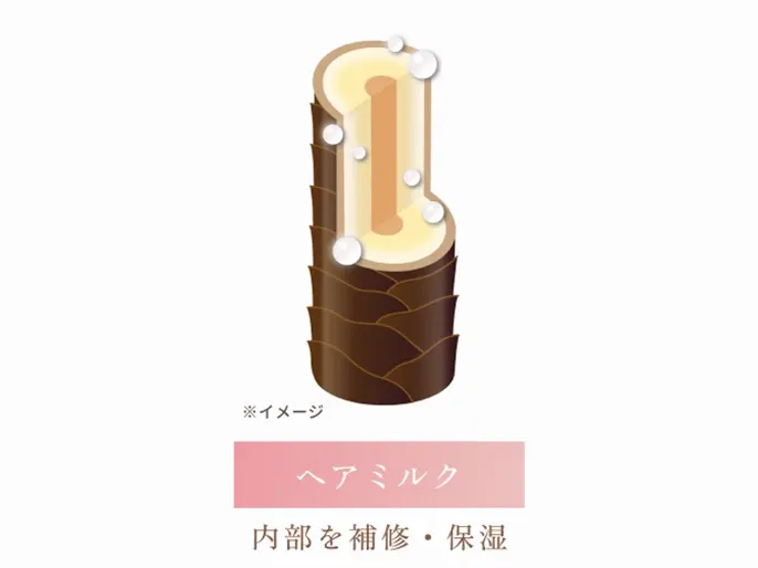 髪内部のイラスト
